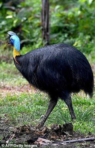 cassowaries are similar to emus and stand up to